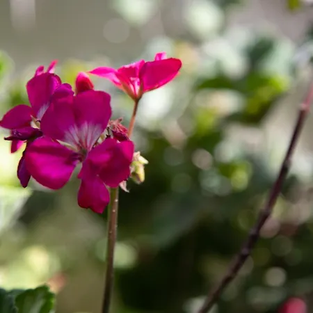 Casa Di Mola アパート *