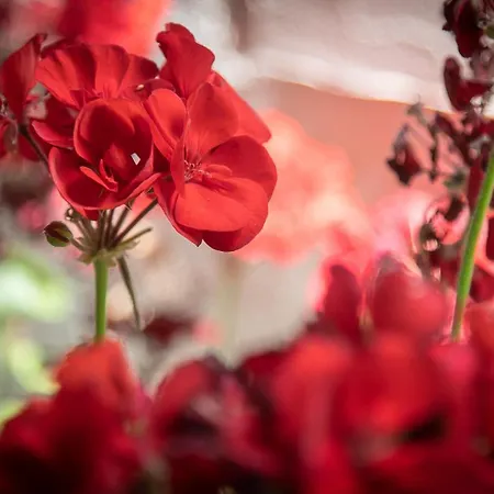 アパート Casa Di Mola